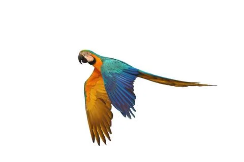 Parrot Stock Photos