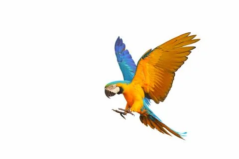 Parrot Foto stock