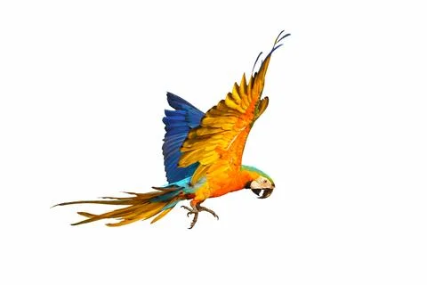 Parrot 스톡 사진