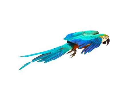 Parrot Stock Photos