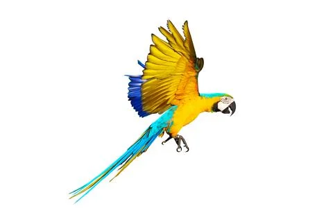 Parrot Stock Photos
