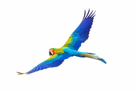 Parrot Stock Photos