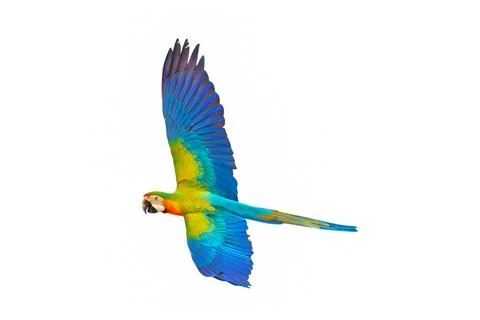 Parrot Stock Photos