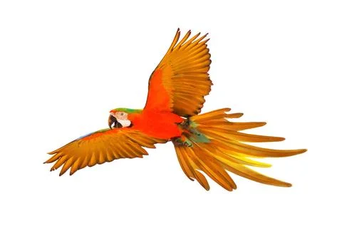 Parrot 스톡 사진