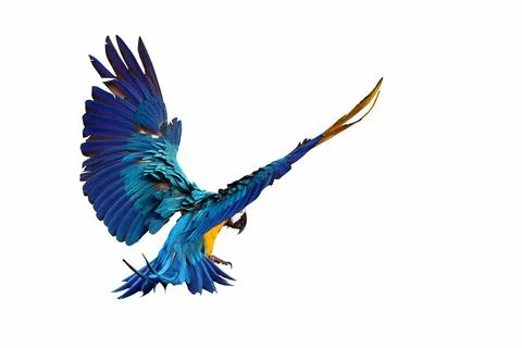 Parrot Stock Photos