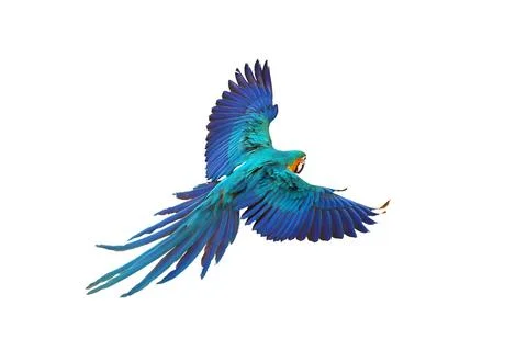 Parrot Stock Photos