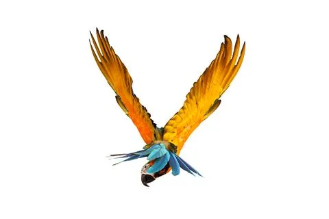 Parrot 스톡 사진