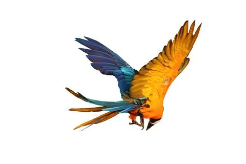 Parrot Foto stock
