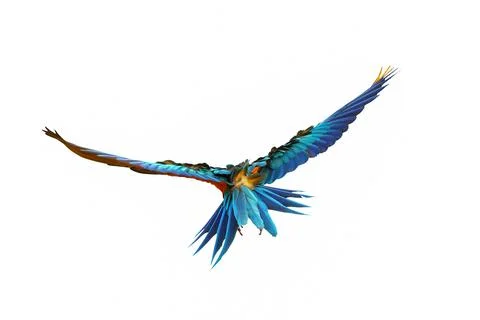 Parrot 스톡 사진