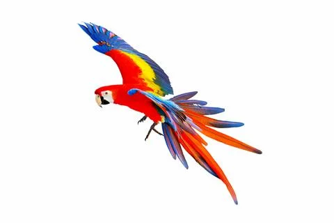 Parrot Stock Photos