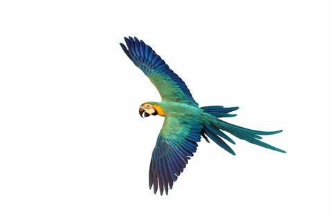 Parrot Stock Photos