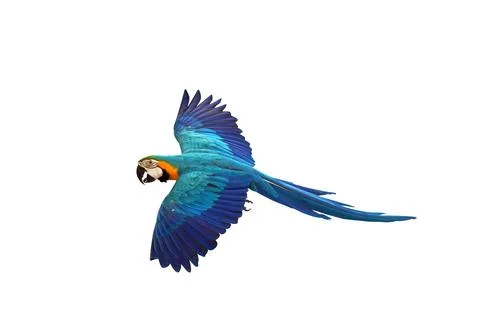 Parrot 스톡 사진