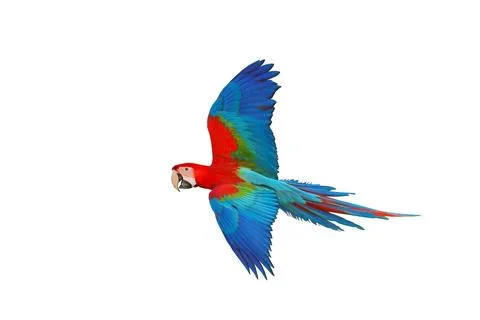 Parrot Stock Photos