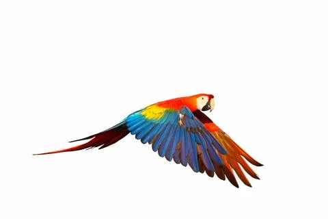 Parrot Stock Photos