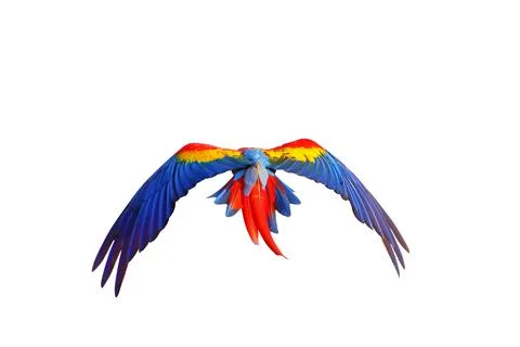 Parrot Foto stock