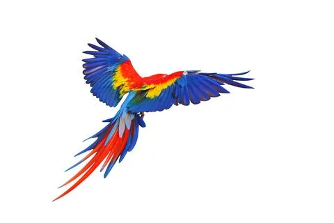 Parrot Foto stock