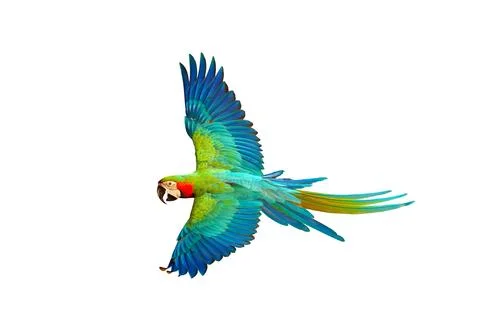 Parrot Stock Photos