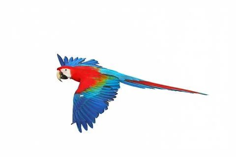 Parrot Stock Photos