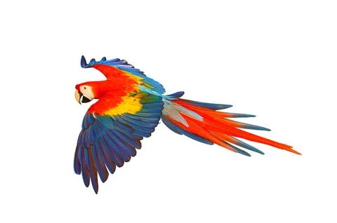 Parrot Stock Photos