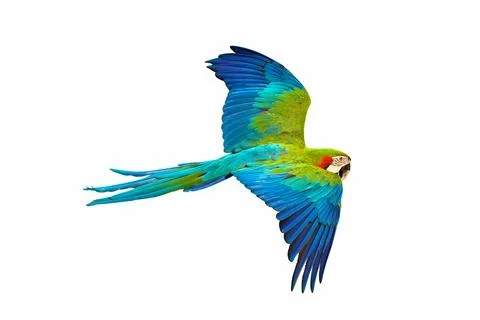 Parrot Stock Photos