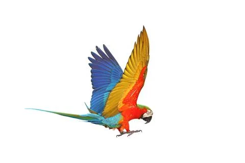 Parrot Stock Photos