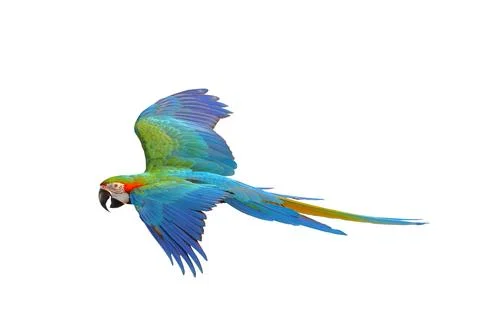 Parrot Stock Photos