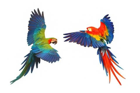 Parrot Foto stock