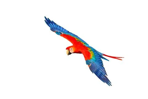 Parrot Stock Photos
