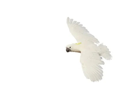 Parrot 스톡 사진