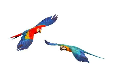 Parrot Stock-Fotos