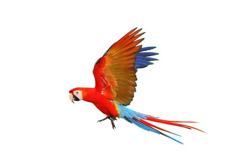Parrot 스톡 사진