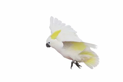 Parrot Stock-Fotos