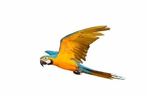 Parrot Stock Photos