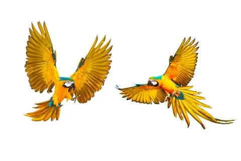 Parrot Stock Photos