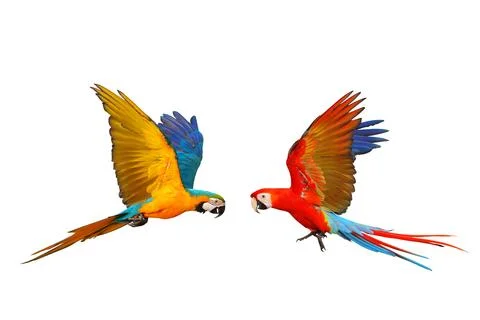 Parrot Foto stock