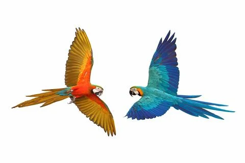 Parrot 스톡 사진