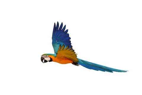 Parrot Stock Photos