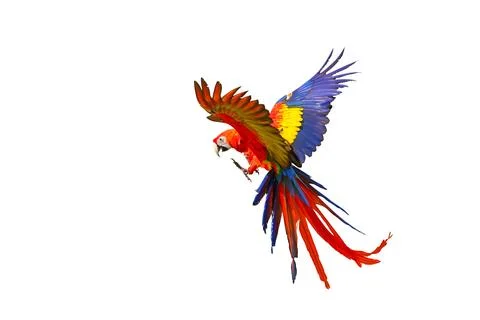 Parrot Foto stock