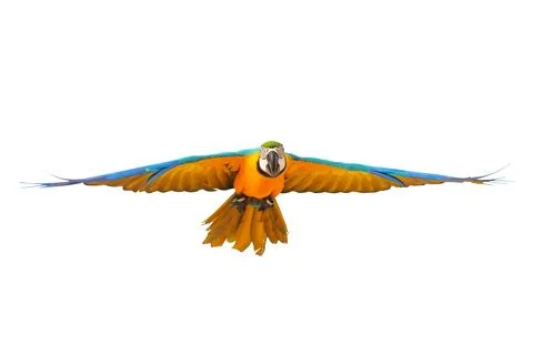 Parrot Stock Photos