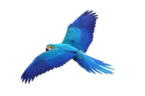 Parrot Foto stock