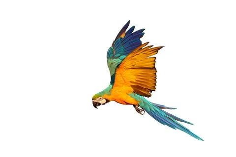 Parrot Stock Photos
