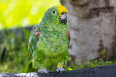Parrot Stock Photos