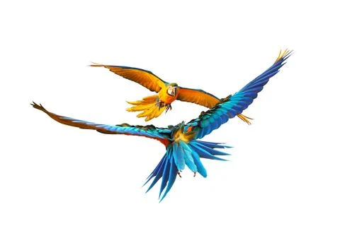 Parrot 스톡 사진