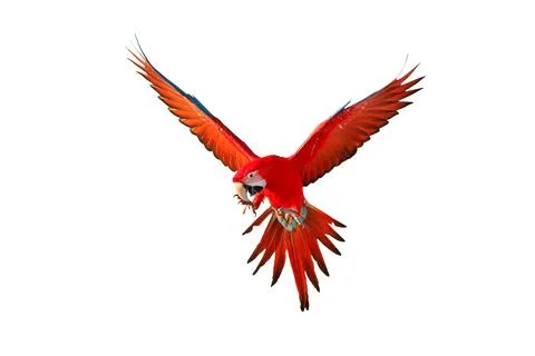 Parrot Stock Photos