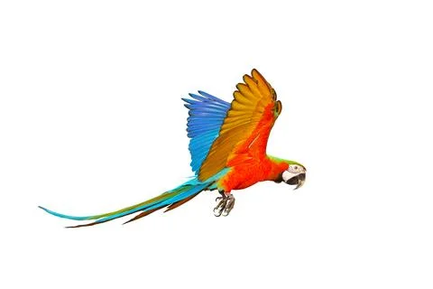 Parrot Stock Photos