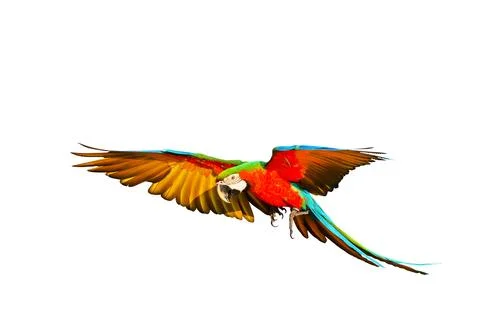 Parrot Foto stock
