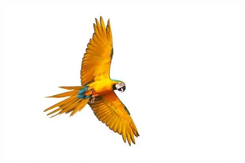 Parrot Foto stock