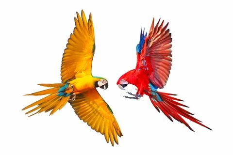 Parrot Foto stock