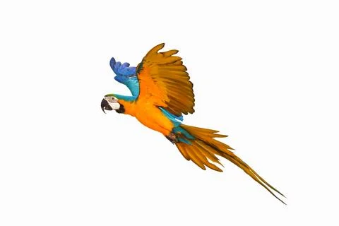 Parrot Stock Photos