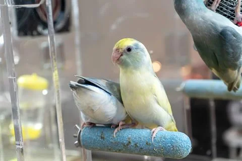 The parrot Stock Photos